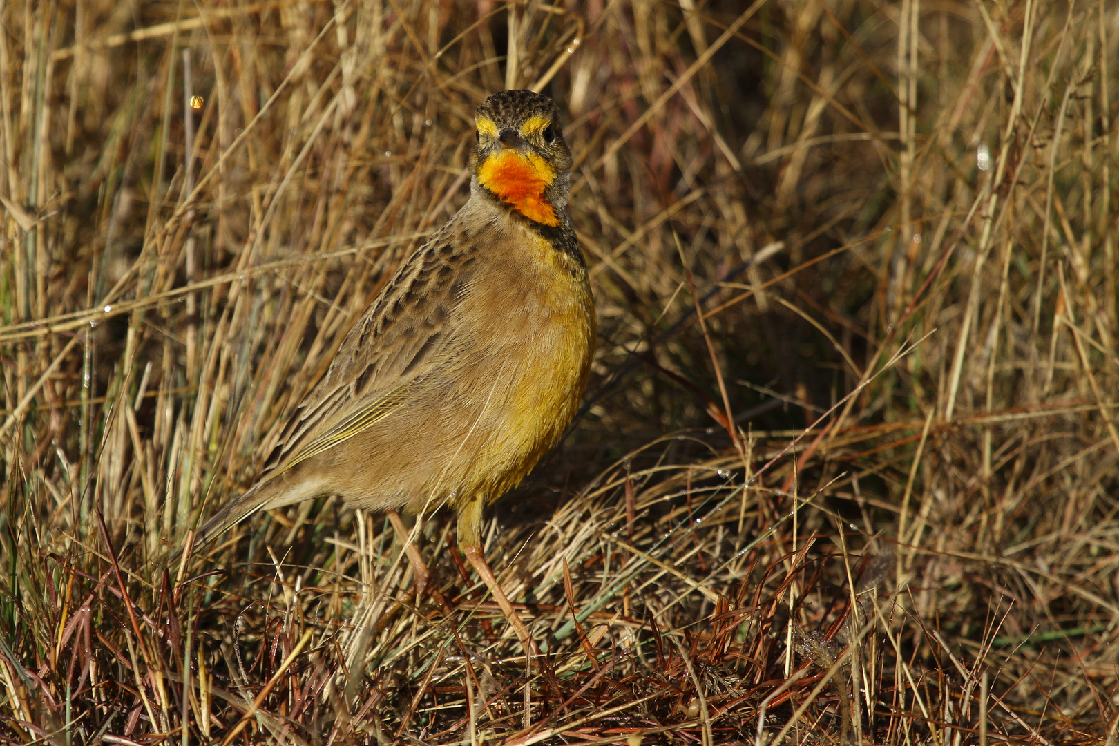 Cape Longclaw