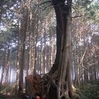 Cape Lookout (2) - Oregon