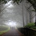 Cape Meares