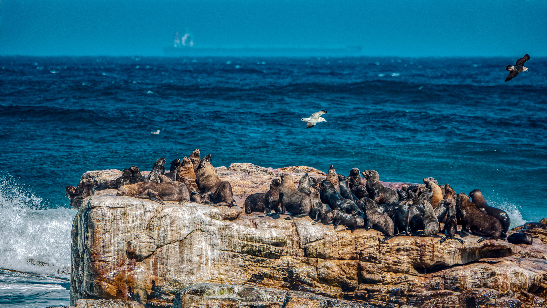 Cape of Good Hope (1)