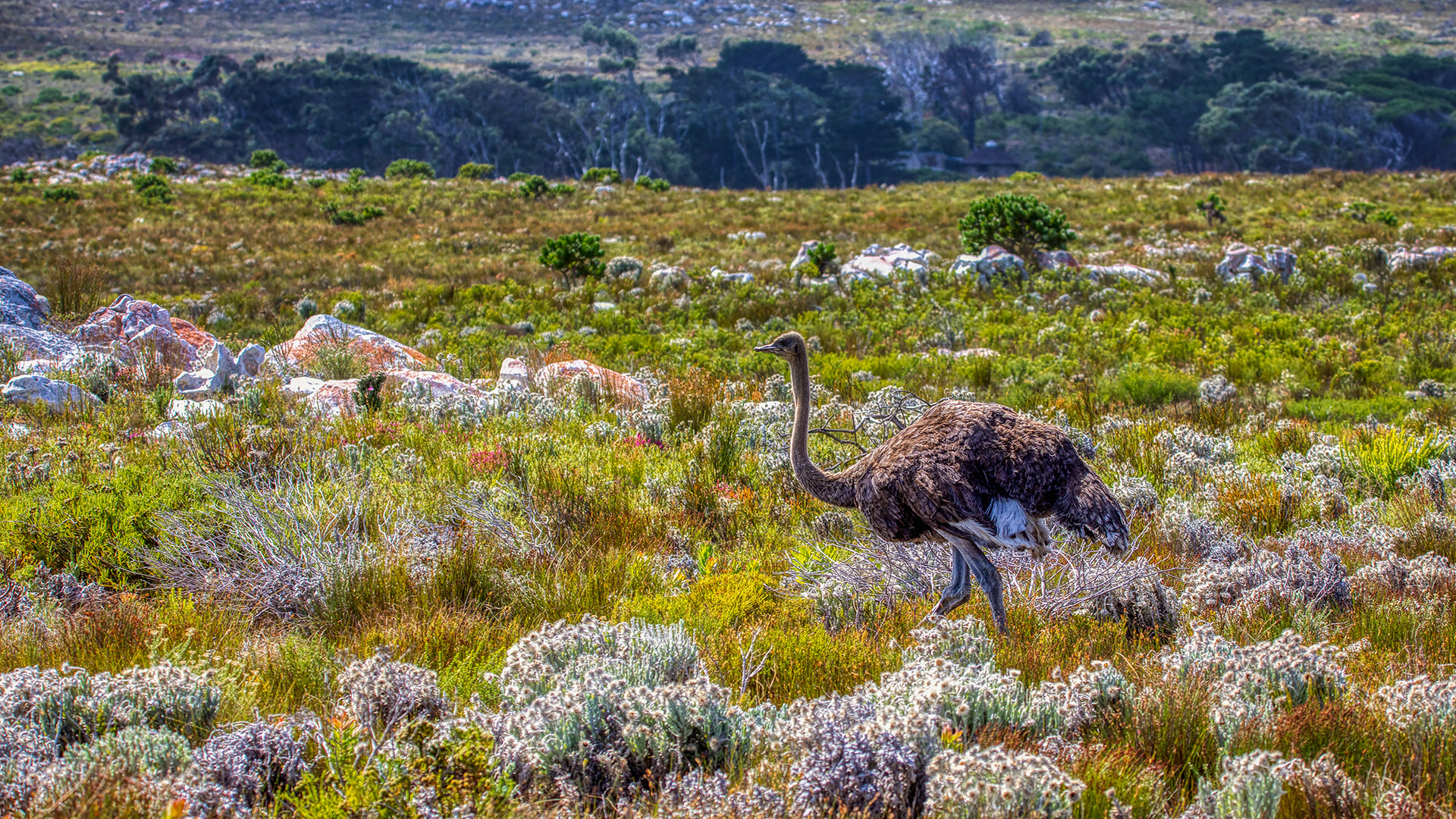 Cape of Good Hope (14)