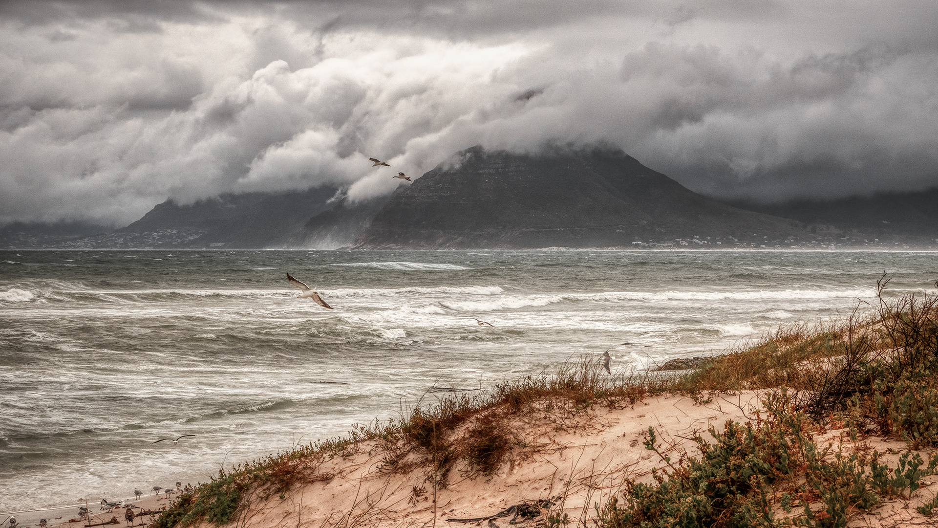 Cape of Good Hope (39)