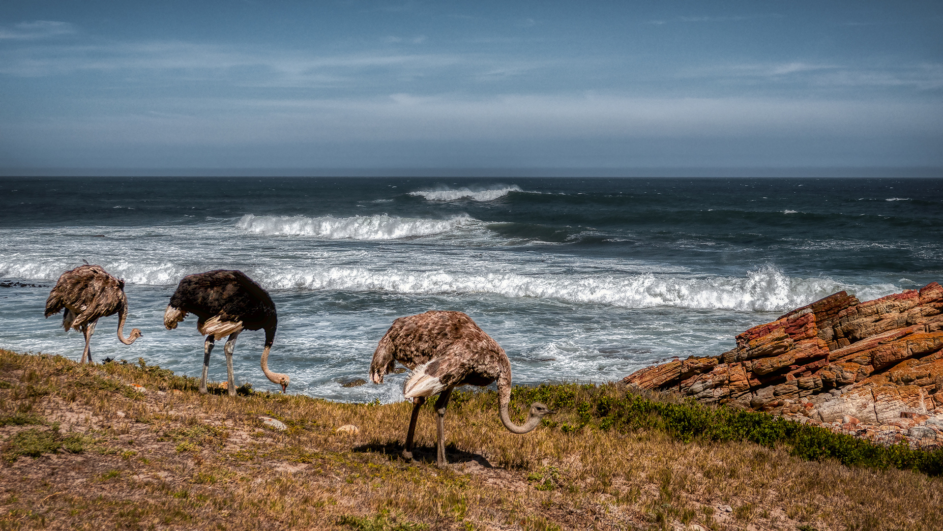 Cape of Good Hope (7)