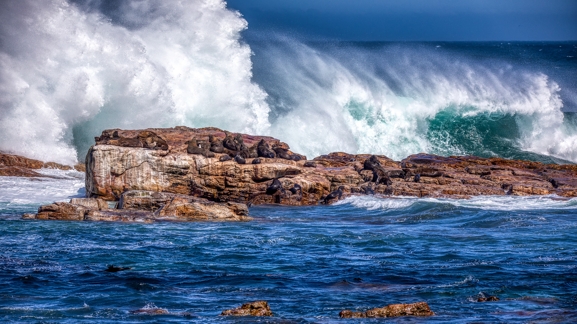 Cape of Good Hope (8)