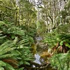 Cape Otway NP