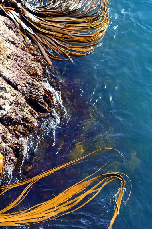 Cape Palliser