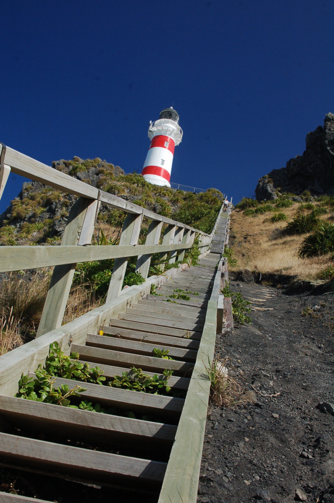 Cape Palliser (Südkap der Nordinsel)