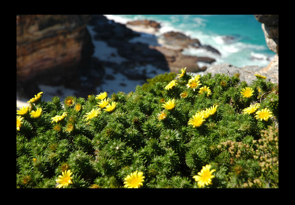 Cape Peninsula