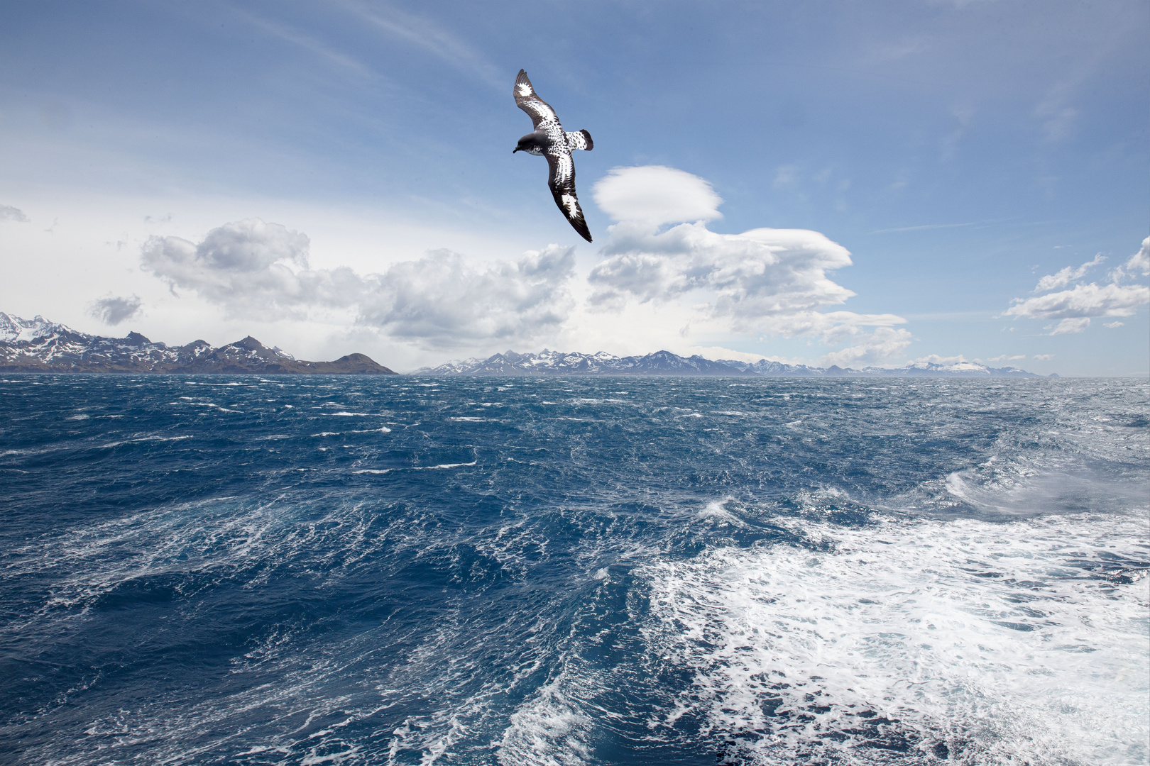 Cape Petrel, Drake Passage