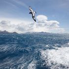 Cape Petrel, Drake Passage