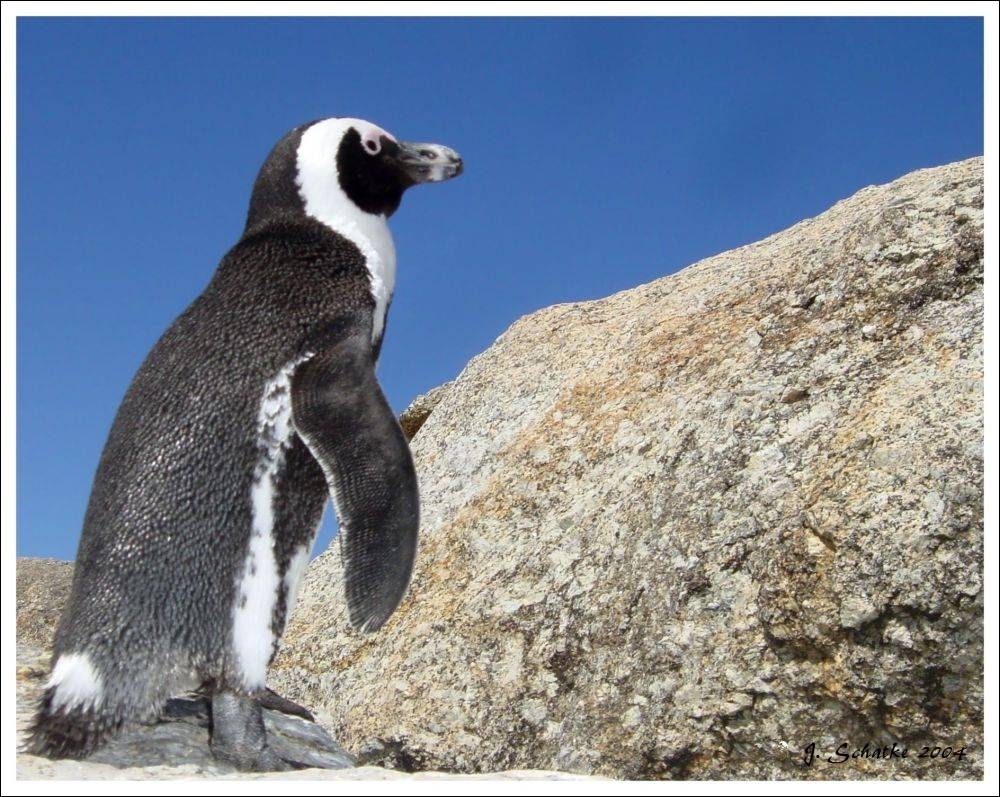 Cape Pinguin