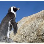 Cape Pinguin