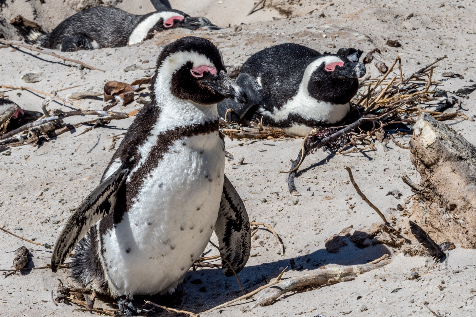 Cape Pinguin