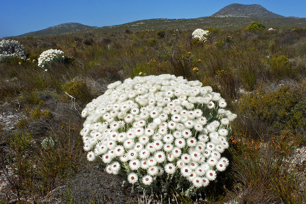 Cape Snow