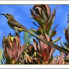 Cape Sugarbird