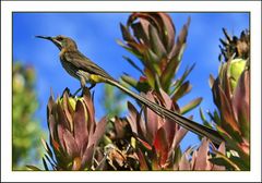 Cape Sugarbird