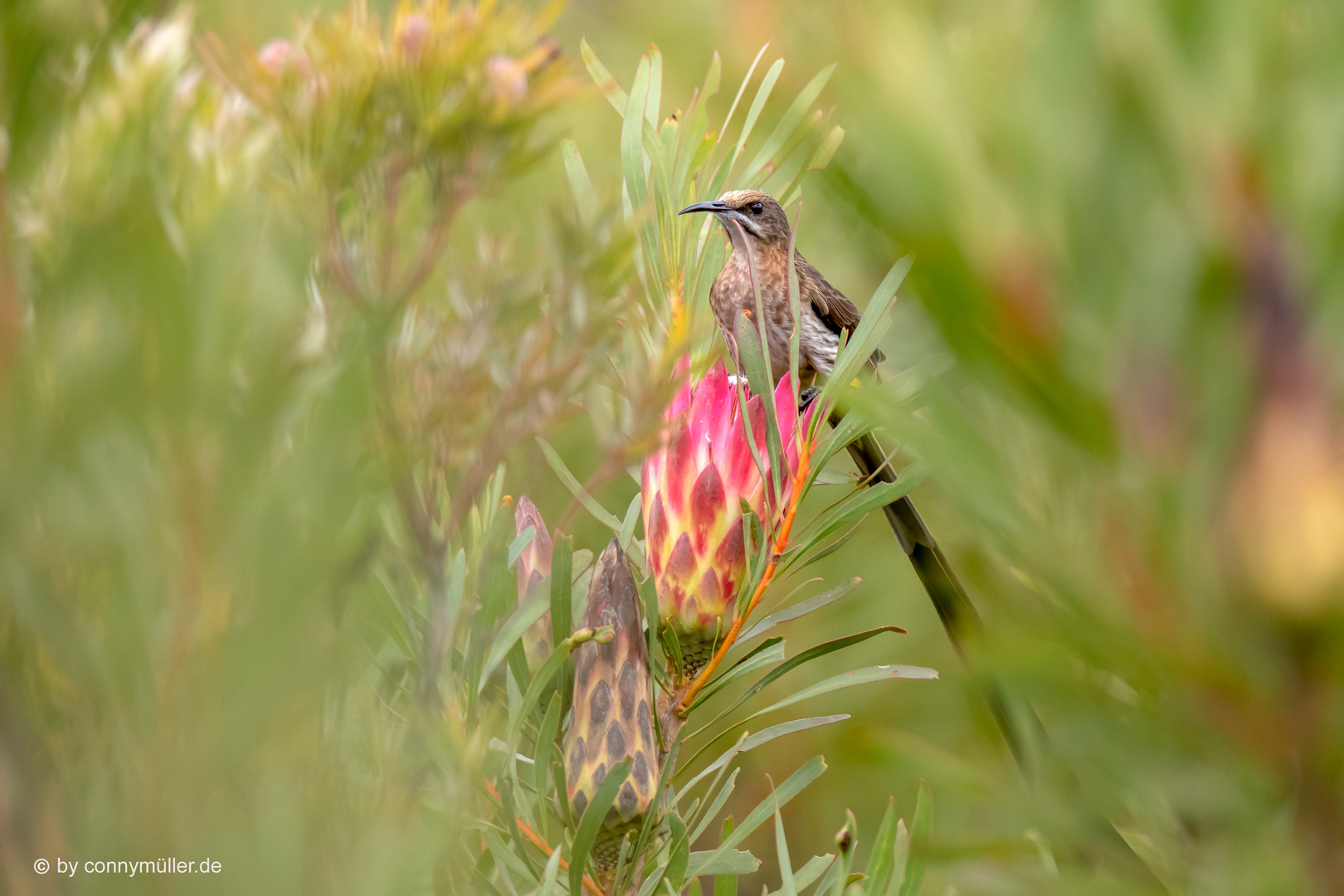 Cape Sugarbird