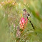 Cape Sugarbird