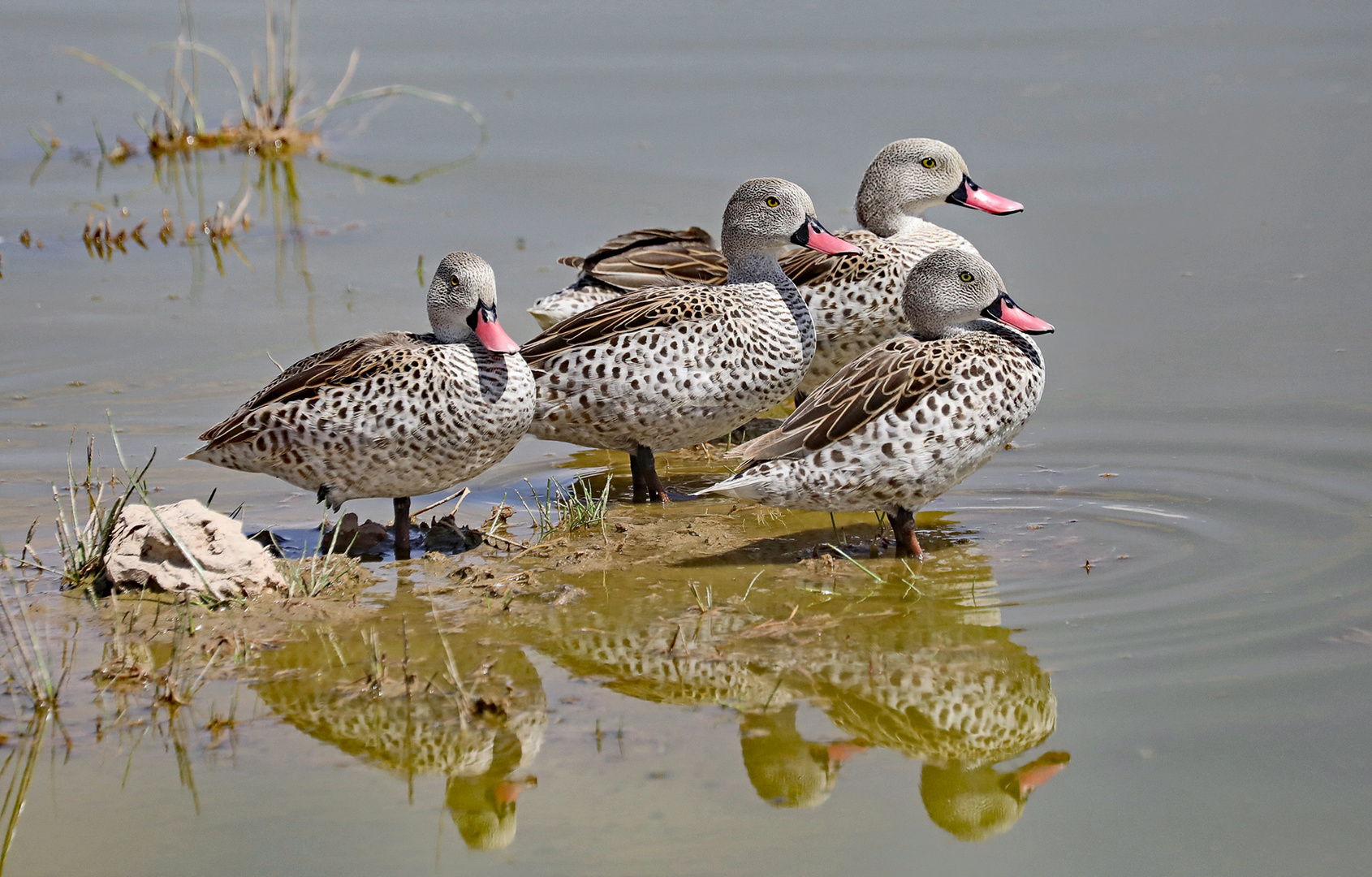 Cape Teal ( Anas capensis )