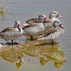 Cape Teal ( Anas capensis )