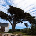 Cape Town - Cape of good Hope NP