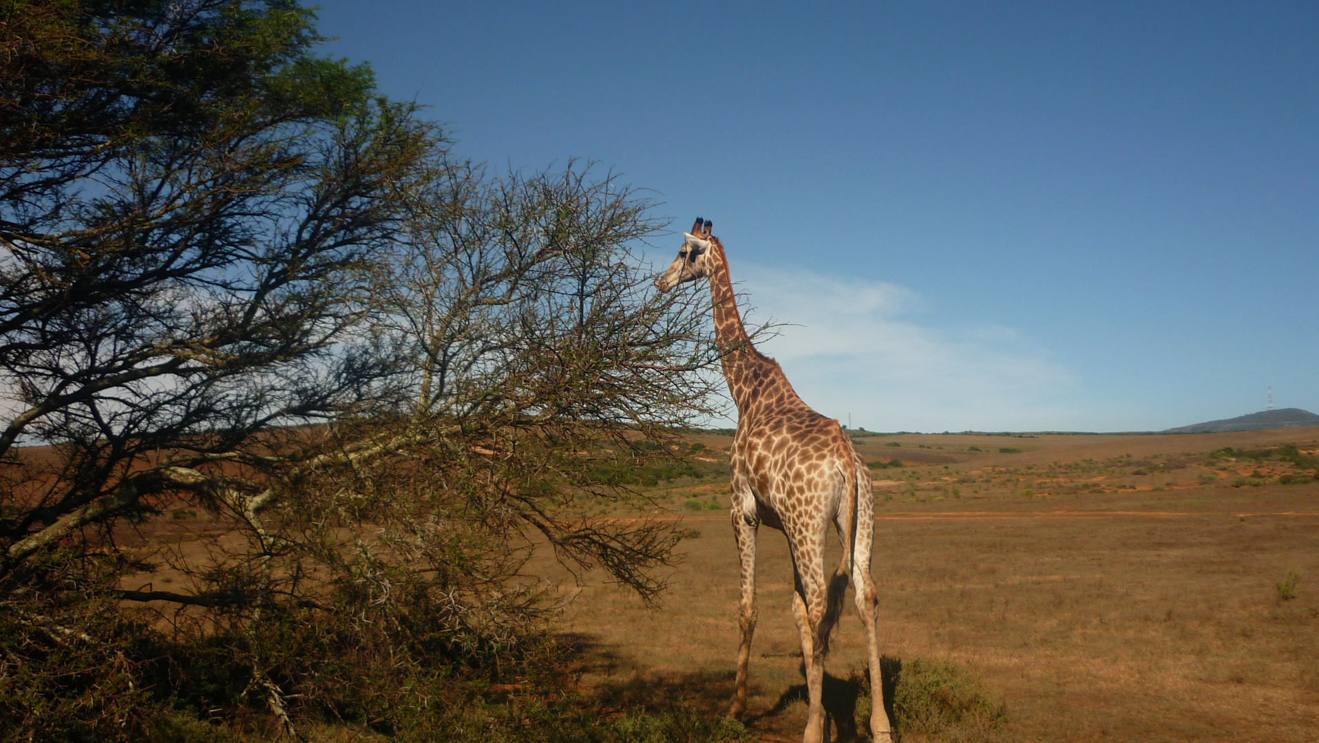 Cape Town Safari