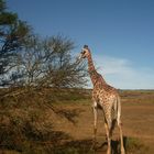 Cape Town Safari