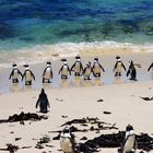 Cape Town // Simons Town // Boulders Beach