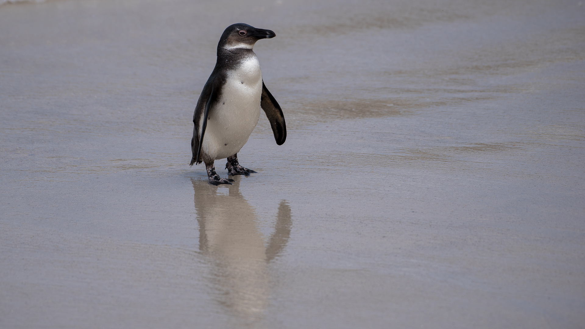 Cape Town - Wildlife 