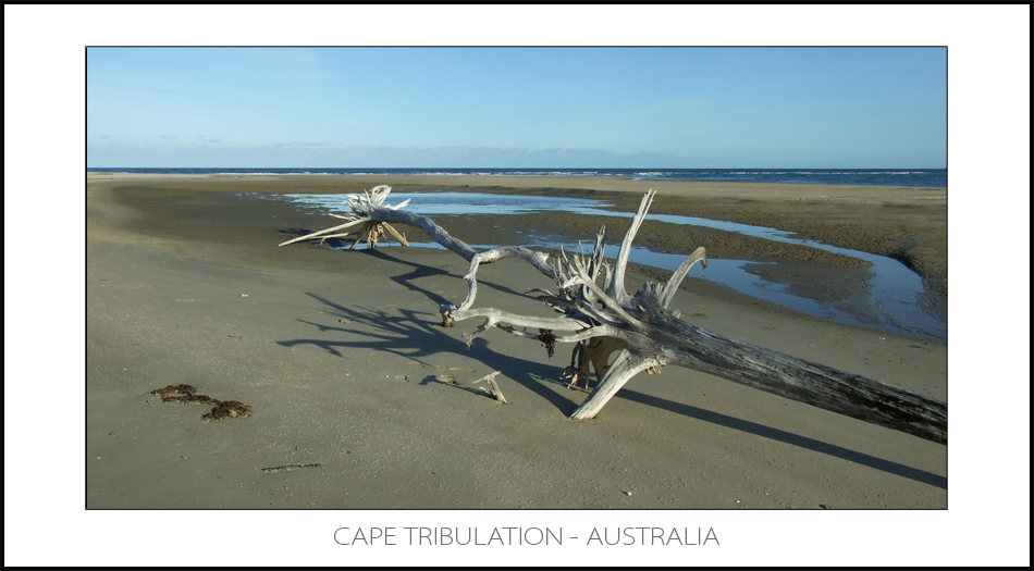 Cape Tribulation