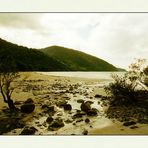 Cape Tribulation