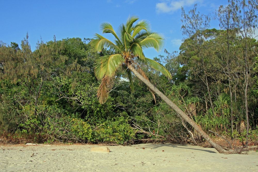 Cape Tribulation Palm Tree