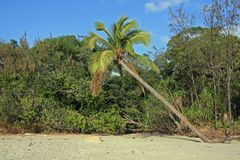 Cape Tribulation Palm Tree