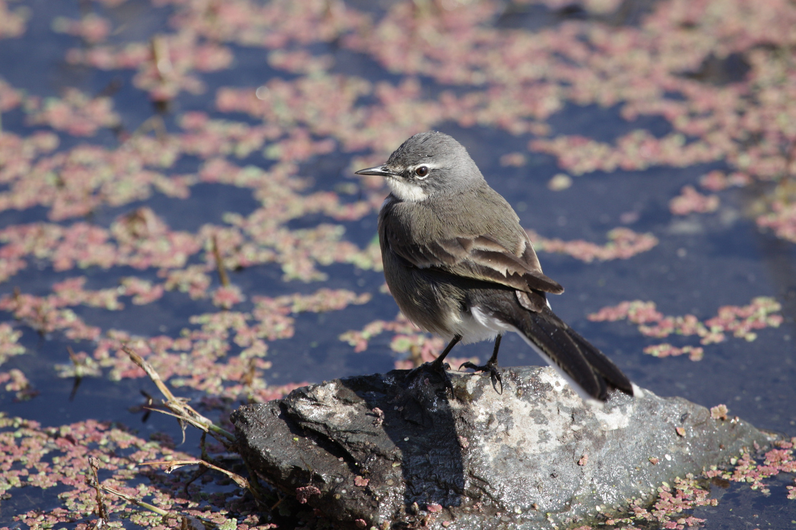 Cape Wagtail