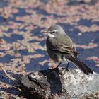 Cape Wagtail