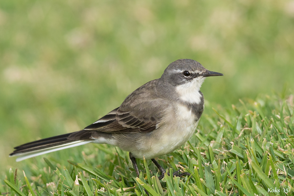 Cape Wagtail