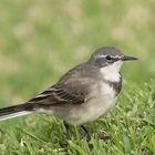 Cape Wagtail