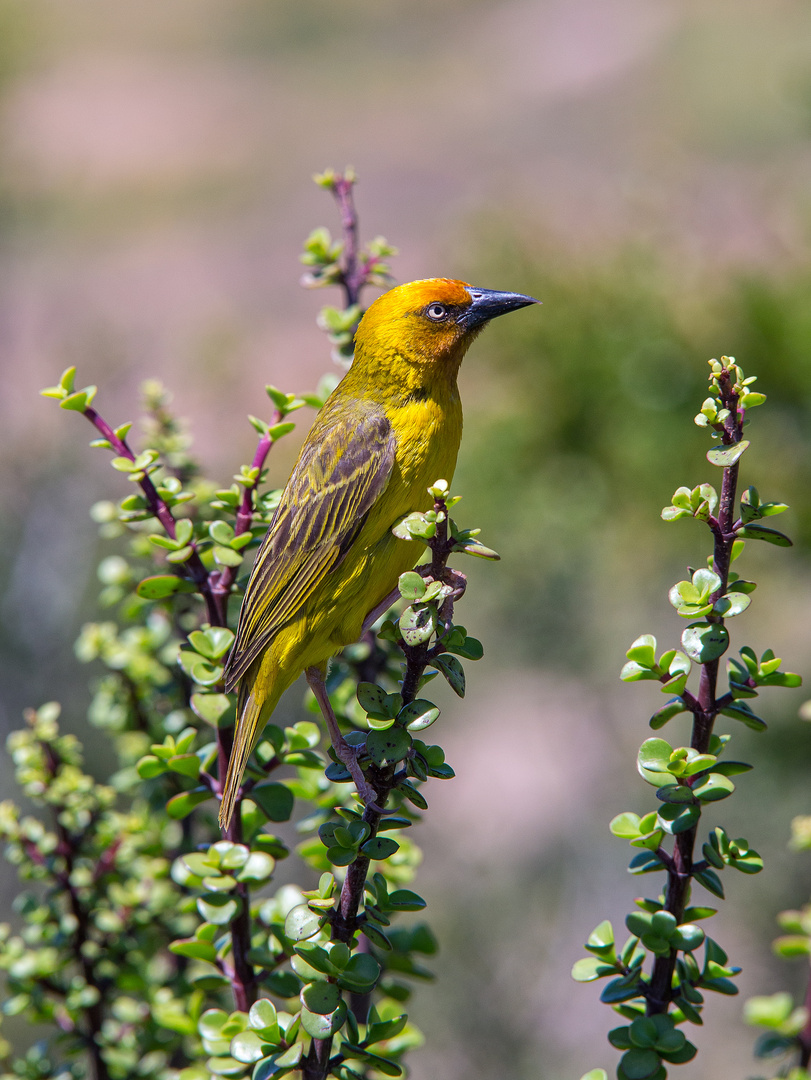 Cape Weaver..