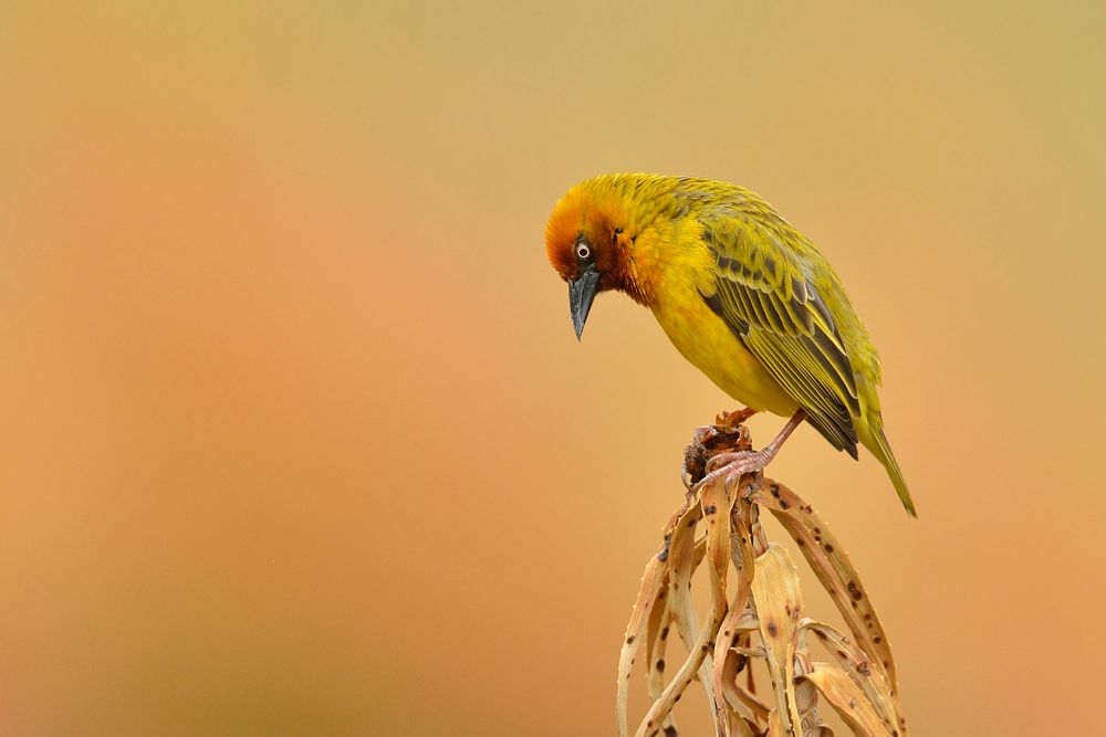 Cape Weaver