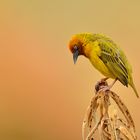 Cape Weaver