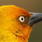 Cape Weaver Portrait