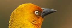 Cape Weaver Portrait