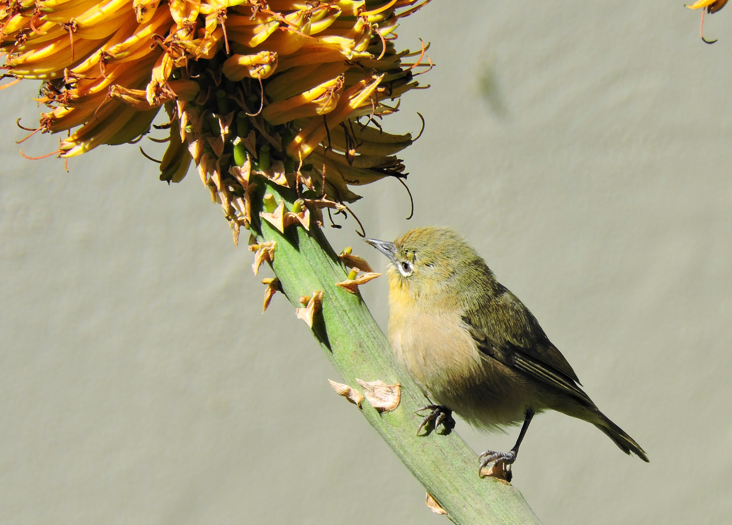 Cape White eye....