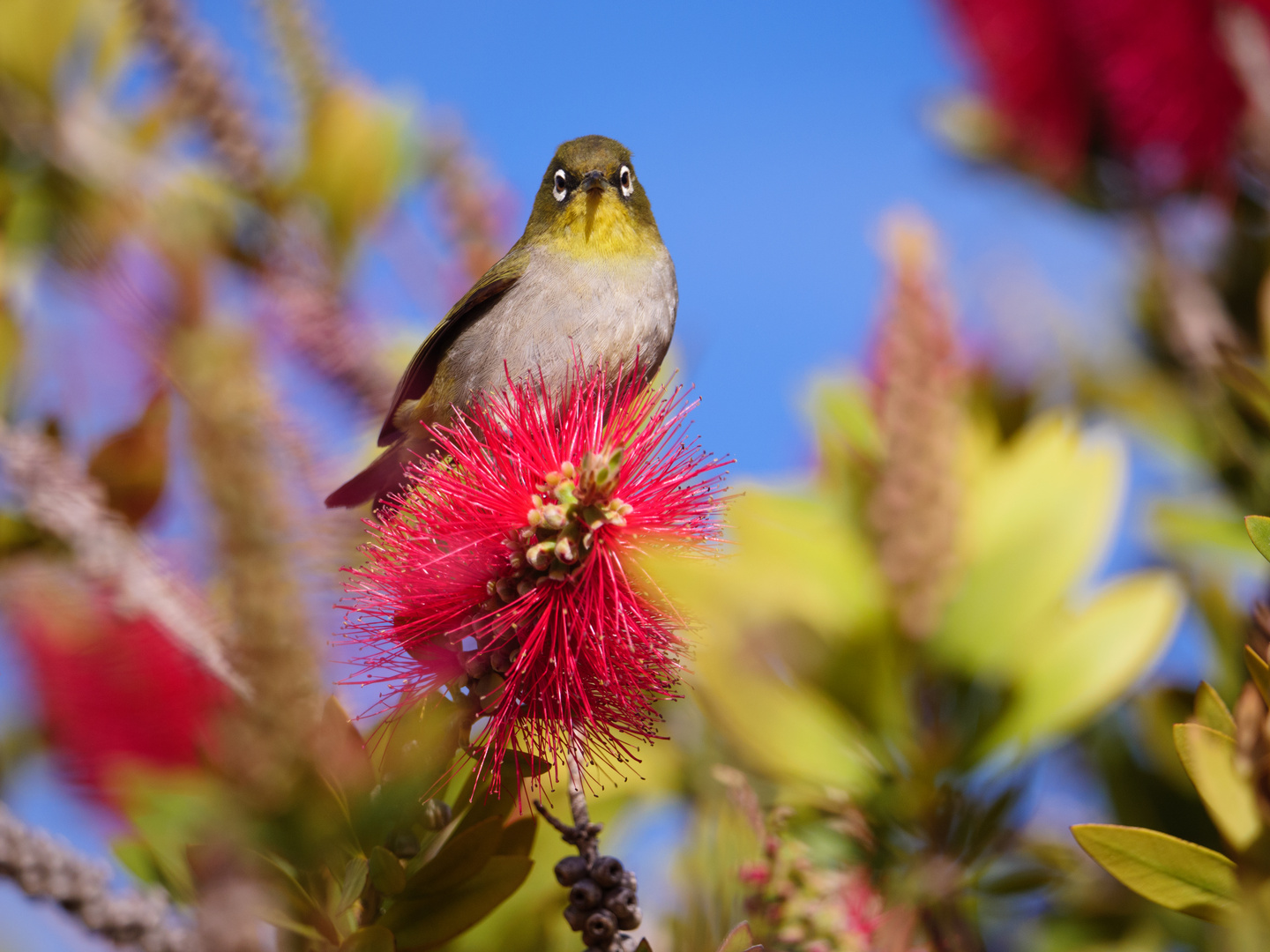 Cape White Eye