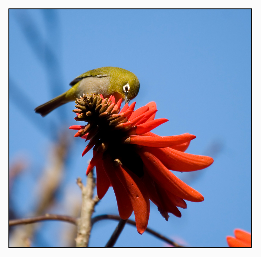 Cape White-eye (Zosterops pallidus)