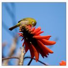 Cape White-eye (Zosterops pallidus)