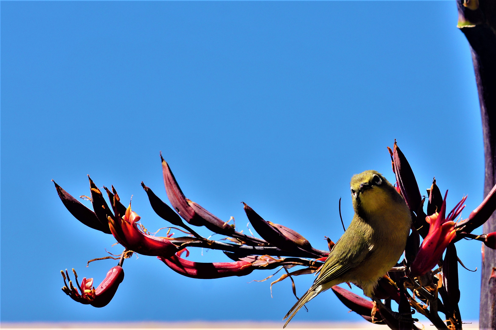 Cape Whiteeye....