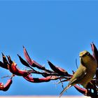 Cape Whiteeye....