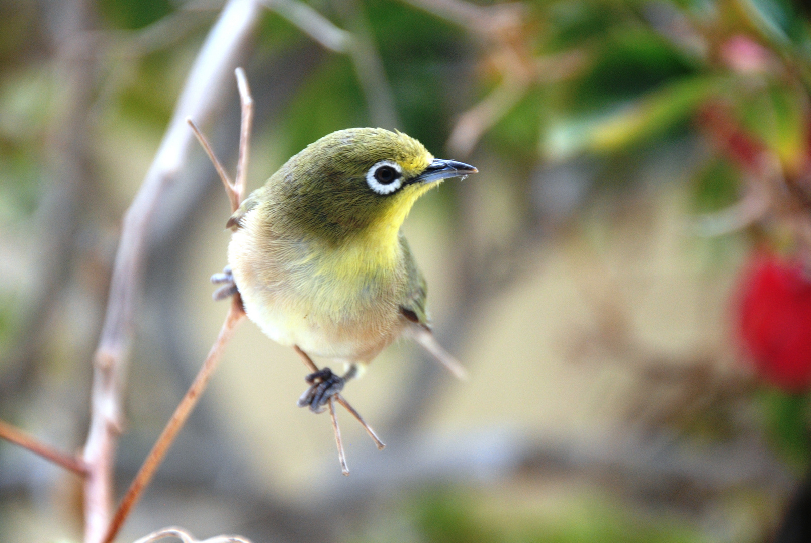 Cape-Whiteeye