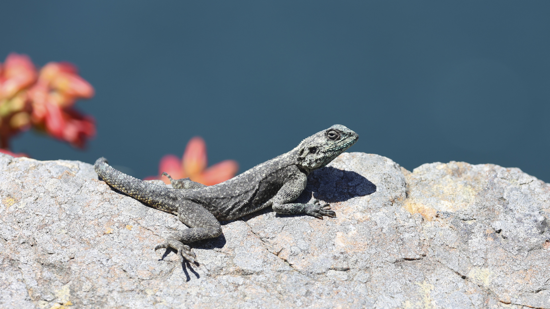 CapePoint-Wegelagerer-2